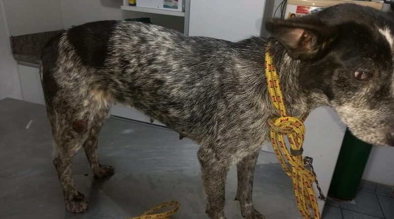 Cadela é amarrada em corda e arrastada por moto no Centro de São José de Ubá